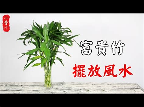 風水富貴竹|富貴竹風水：3步旺財運